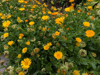 Obraz premium Bright yellow calendula flowers blooming in green garden bush