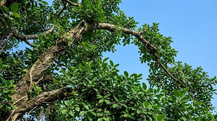Fototapeta premium Holy banyan branches overarching toward a clear atmosphere intricate close shot of the thick verdant leafage belong to an auspicious fig plant sacred fig tree canopy blue sky detailed shot