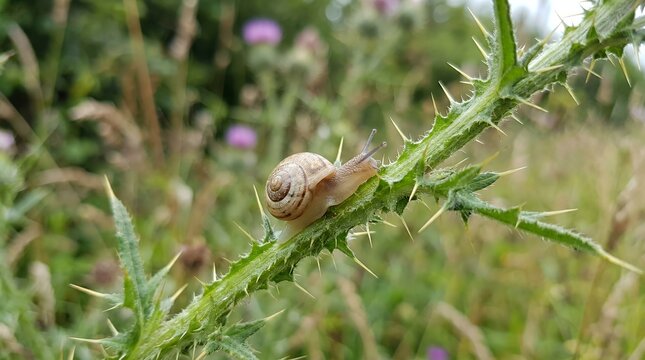 Close up of a tiny land snail crawling along the sharp thorns of a wild green thistle stem in a natural habitat background snail shell thorn plant wild nature thistle green stem sharp