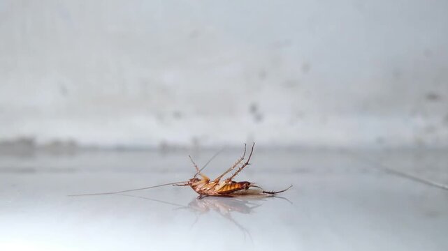 Cockroach - Close up detail of cockroach upside down on the floor. Upside Down Cockroach