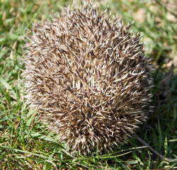 ouriço cacheiro (Erinaceus europaeus) © francisco