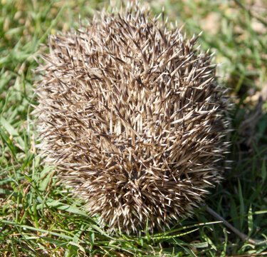 ouri&ccedil;o cacheiro (Erinaceus europaeus)