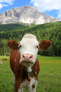 Rinder auf Weide in den Alpen, Dolomiten, Italien, Europa
