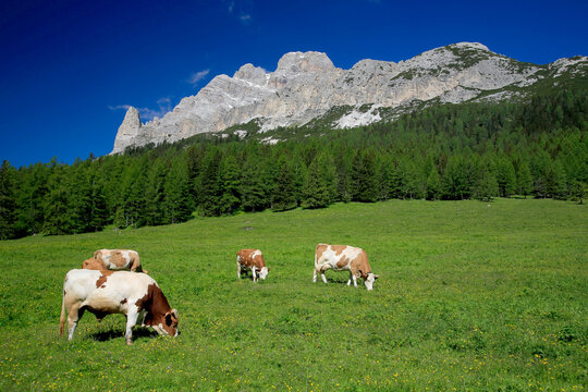 Rinder auf Weide in den Alpen, Dolomiten, Italien, Europa