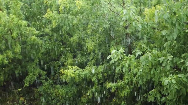 Rainy weather in a park with green trees, the wind sways the foliage. Summer rain outdoors. Slow motion. A thunderstorm with rain
