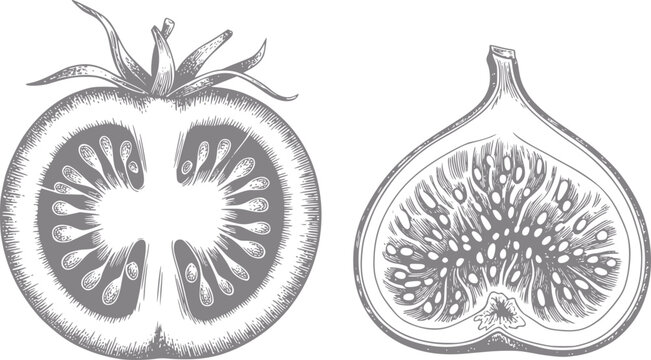 Dibujo a mano de un tomate en rodajas y un higo a la mitad aislado sobre un fondo blanco liso para uso