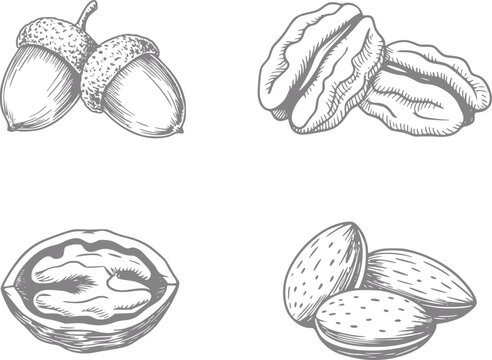 Conjunto dibujado a mano con varios frutos secos y bellotas incluyendo nueces, pacanas y almendras sobre blanco
