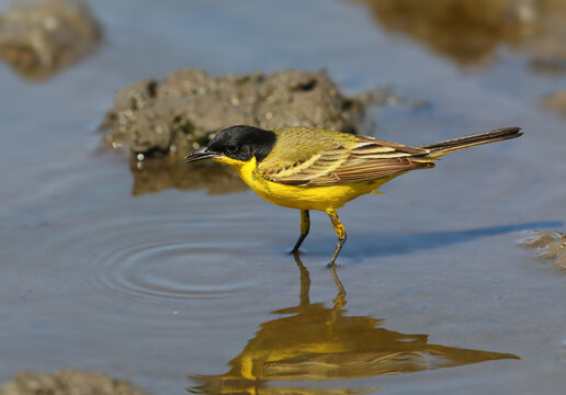A striking male Black-headed Wagtail [Motacilla flava feldegg] standing in shallow water with a clear yellow reflection.