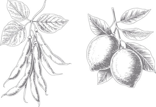 Dibujo estilo vintage a mano que presenta un racimo de jud&iacute;as verdes frescas y dos limones maduros con hojas