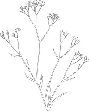 L&iacute;nea minimalista de una delicada rama de flor silvestre aislada sobre un fondo blanco liso