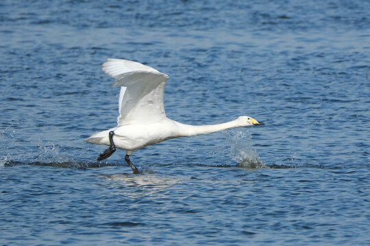 Whooper swan (Cygnus cygnus) taking off from water surface, white swan running on water in wild nature