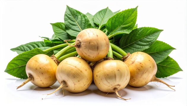 Fresh Jicama Bunch with Stems and Leaves on White Background