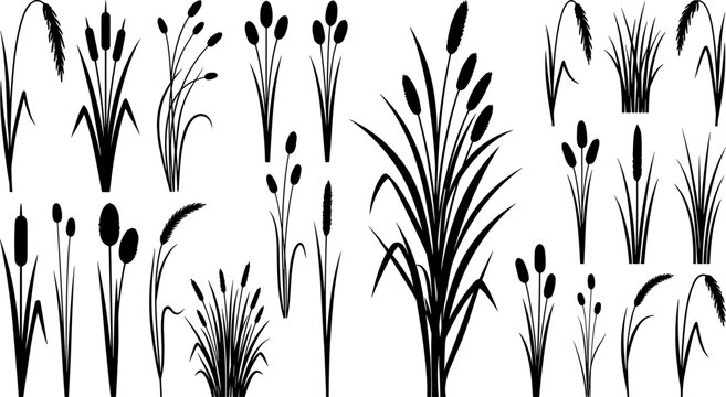 Vector collection of black silhouette cattails, reeds, bulrushes, and wild marsh grasses isolated on a white background