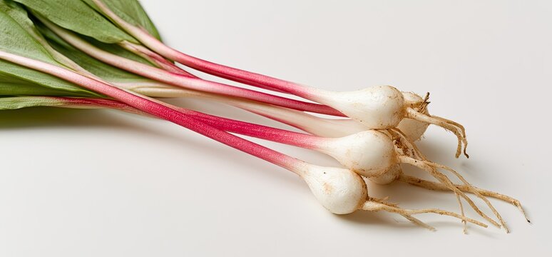 Several small white bulbs with pink stems and green leaves, roots attached