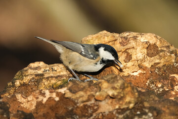 Coal Tit (Periparus ater) bird perched on a textured tree bark, close-up shot © Badr