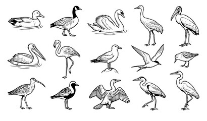 Obraz premium Waterfowl and Seabird Line Art Icon Collection Featuring Duck Swan Flamingo Pelican Heron and Flying Seagulls for Marine Biology Layouts and Coastal Fabric Designs