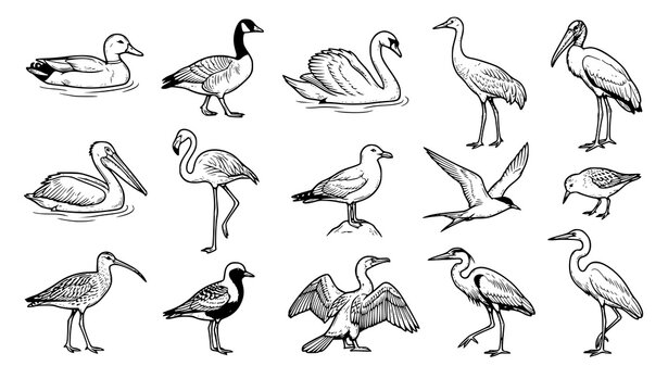 Waterfowl and Seabird Line Art Icon Collection Featuring Duck Swan Flamingo Pelican Heron and Flying Seagulls for Marine Biology Layouts and Coastal Fabric Designs