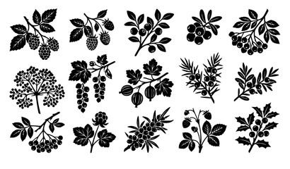 Wild Forest Berry Branch Silhouette Vector Collection with Currants, Raspberries, and Blueberries for Organic Food Branding and Natural Forest Plant Background Patterns © Hosneara