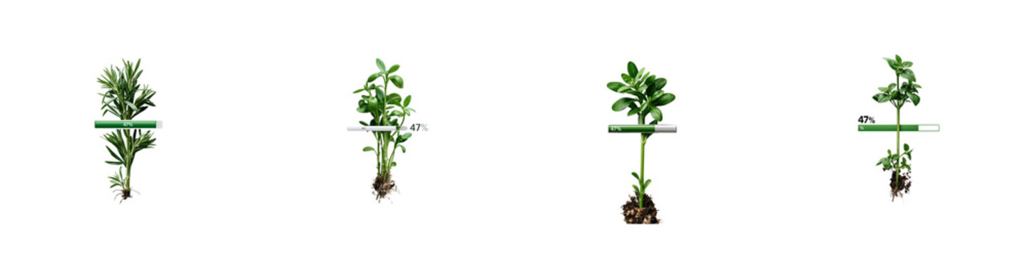 Collection of fresh green herbs growing on transparent background for culinary and gardening projects