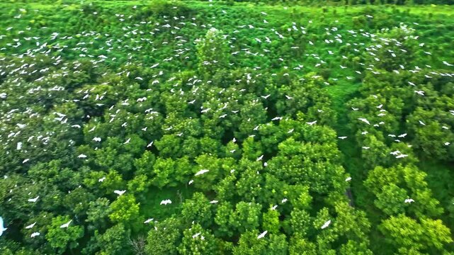 Guangdong, China &ndash; 2026‑07‑11: Wetland scene at sunset, groups of white cranes flying and perching among coastal mangrove forest, natural coastal wetland habitat for migratory water birds.