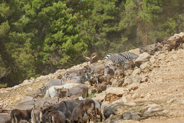 Obraz premium Mixed herd with zebras and wild ungulates feeding on hillside