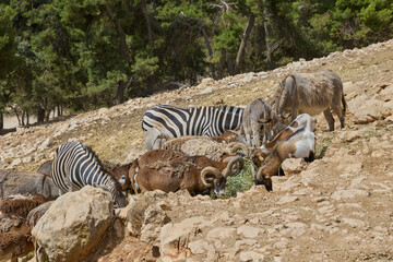 Obraz premium Zebras and mountain sheep feeding together on rocky hillside