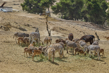 Obraz premium Zebra feeding with deer donkeys and sheep in safari park