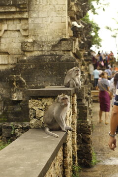 Two Monkeys Sitting on Stone Wall at Temple