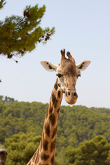 Detailed profile portrait of giraffe with blurred forest background © Anna Baranova