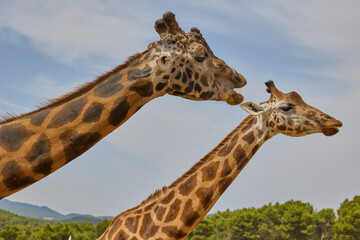 Side profile portrait of two giraffes against blue sky © Anna Baranova