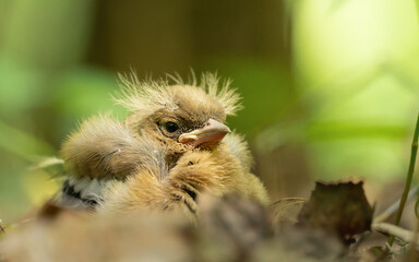 Close-up portrait of a fluffy common chaffinch fledgling sitting in the woods, cute baby bird nestled on the forest floor in early summer. © Ul1a