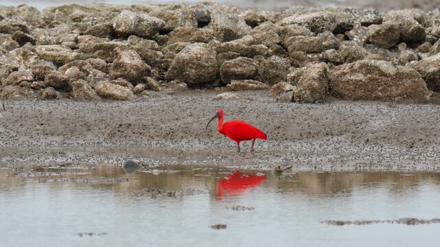 scarlet ibis (Eudocimus ruber)bird forage in mangrove forests.