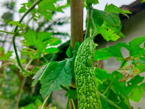 close up of fresh green bitter gourd growing on vine in garden