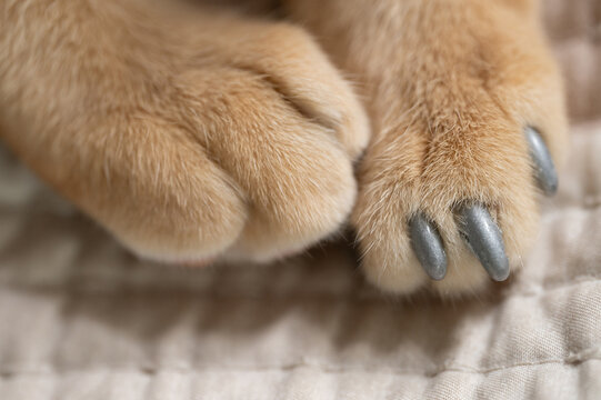 Fluffy cat paws with clows covered with protective cover