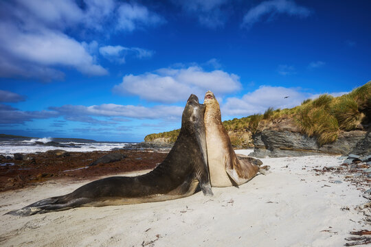 Two southern elephant seal bulls confront each other with raised bodies during a dominance contest on a sandy beach in the Falkland Islands.