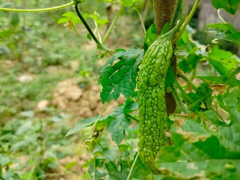 close up of fresh green bitter gourd growing on vine in garden