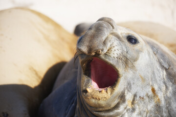Close-up portrait of a southern elephant seal vocalizing with its mouth open on the Falkland Islands. Colors: beige, gray, pink. © Martin Mecnarowski