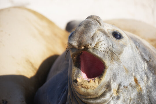 Close-up portrait of a southern elephant seal vocalizing with its mouth open on the Falkland Islands. Colors: beige, gray, pink.