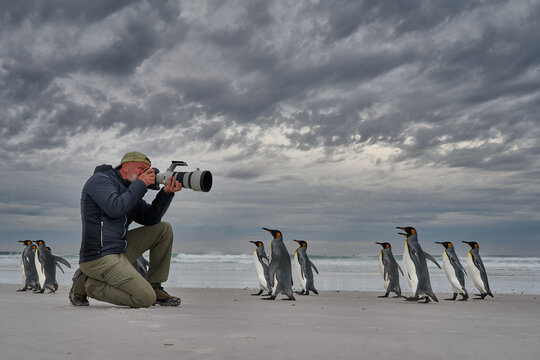 Wildlife photographer kneeling on a remote beach and photographing a group of king penguins under a dramatic cloudy sky in the Falkland Islands