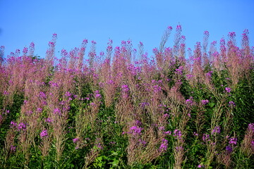 Fototapeta premium Firefly, Ivan Chaj, Chamaenerion blooms in a meadow during the summer