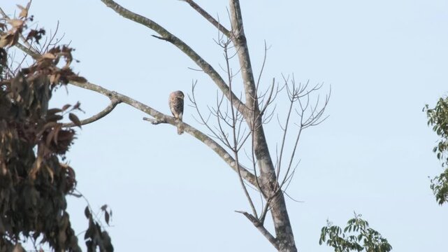 Crested Goshawk Resting on One Leg Before Takeoff in Palawan Philippines
