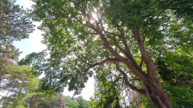 Trees at Local Public Park of Luton City England UK, Footage Was Captured During Walk on July 9th, 2026.