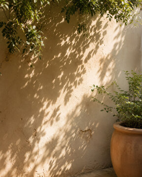 Sunlit foliage and layered leaf shadows animate an aged courtyard wall beside a large terracotta planter.