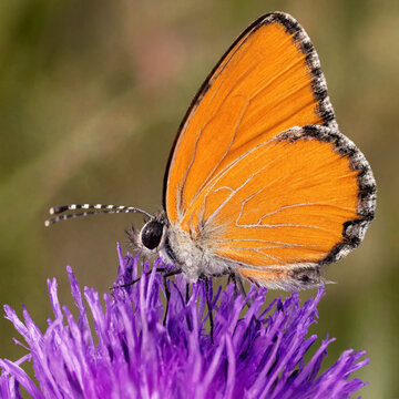 Close up of a vibrant orange butterfly resting on a purple flower in a natural meadow