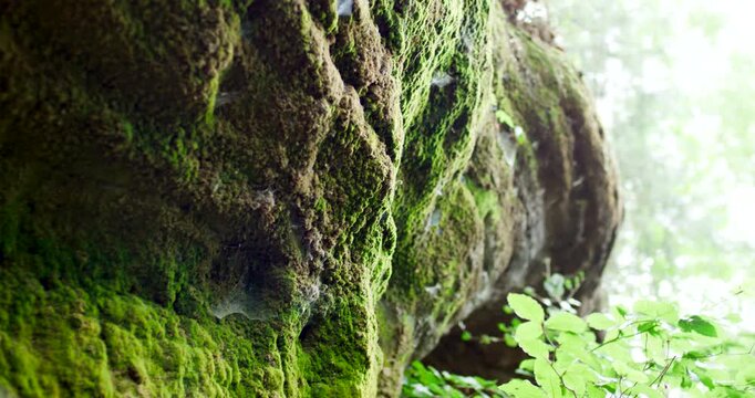 Moss covered rock with ferns in a green summer forest