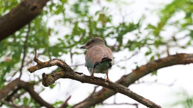 Juvenile European roller (Coracias garrulus) perched on a tree branch before taking flight in summer
