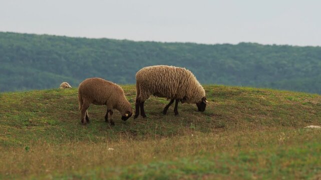 Ewe and nearly grown lamb grazing on a summer meadow