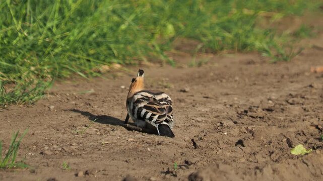 Eurasian hoopoe (Upupa epops) searching for insects and larvae on the forest floor in summer