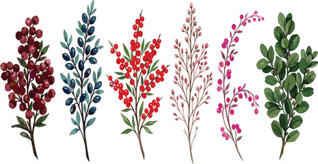 Watercolor botanical winter berry branches collection featuring red holly blue juniper and green foliage elements vector illustration set © Nesar