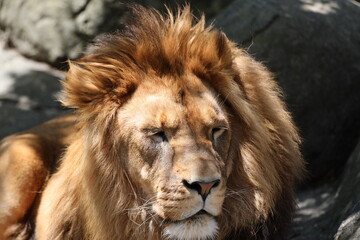 male Barbary or Asiatic lion sleeping on rocky outcrop (close-up, facing, portrait, shade, sunshine) 5161 © Don Hoskins